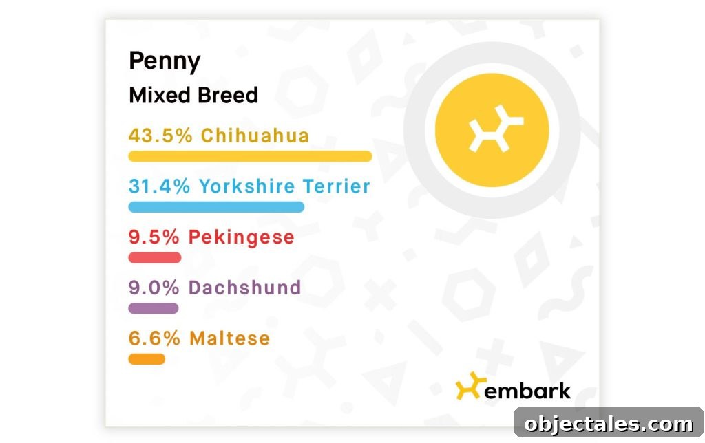 Meet Penny Petersik: DIY Home Decor Ideas and Tips 7 Embark Dog Breed Identification Results