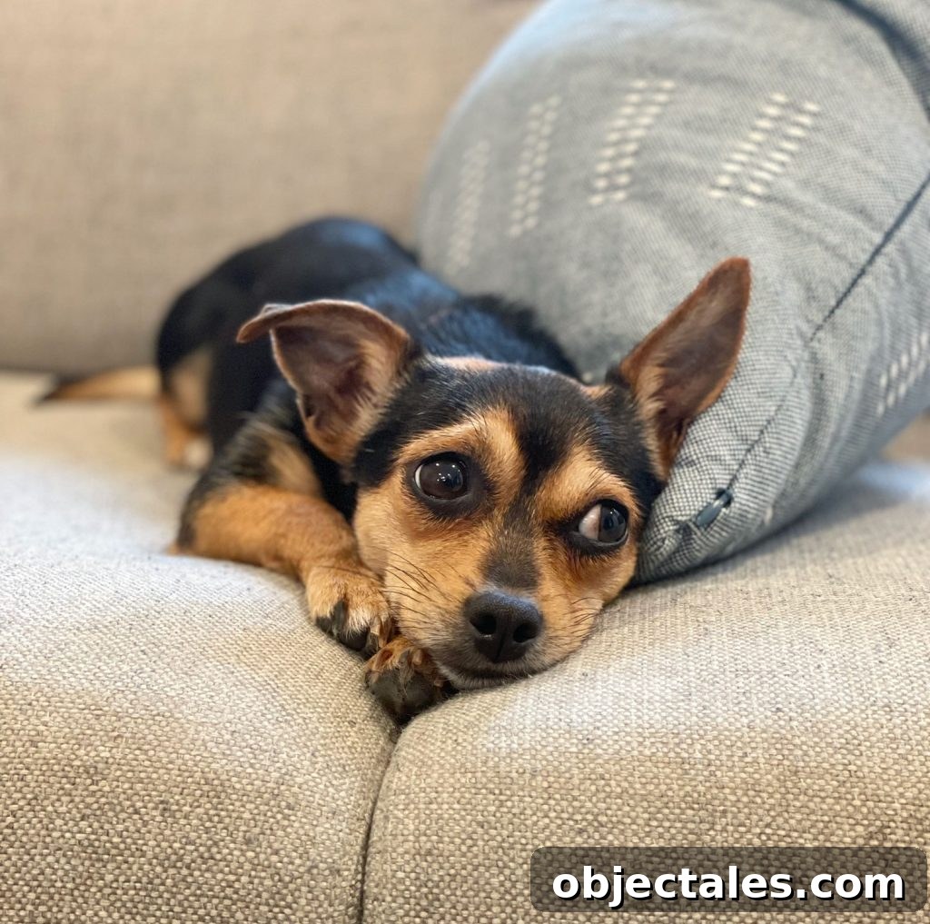 Meet Penny Petersik: DIY Home Decor Ideas and Tips 8 Chihuahua Yorkie Mix Young Dog With Brown and Black Coloring