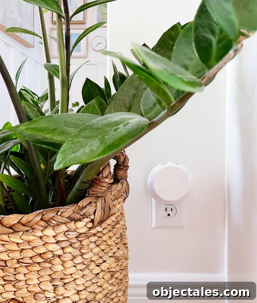 Pura Smart Fragrance Diffuser Plugged Into Wall By ZZ Plant