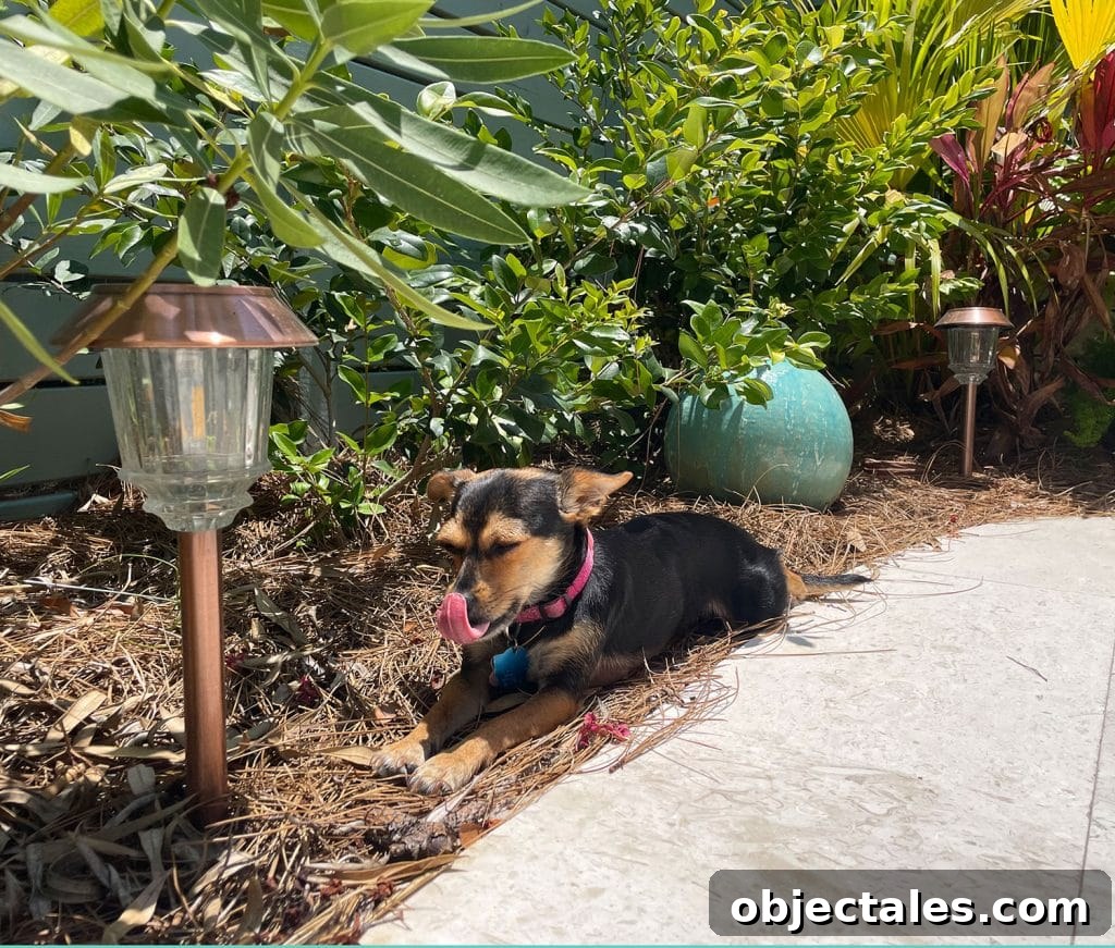Top Outdoor Solar Lights for Brighter Yards and Patios 7 Brown Chihuahua Sitting Among Solar LED Patio Walkway Lights In Bushes