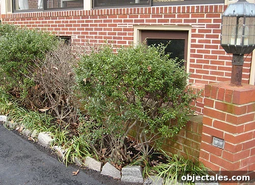 whattodowithdeadbush-1