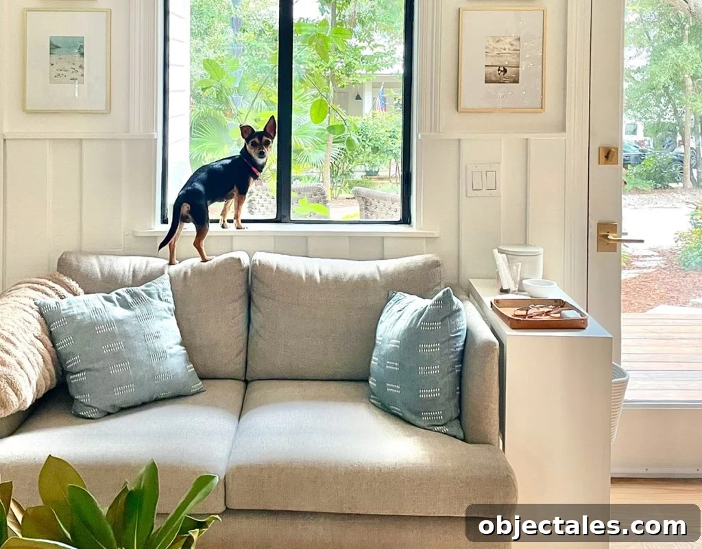 Penny Chorkie Mix Standing On Couch