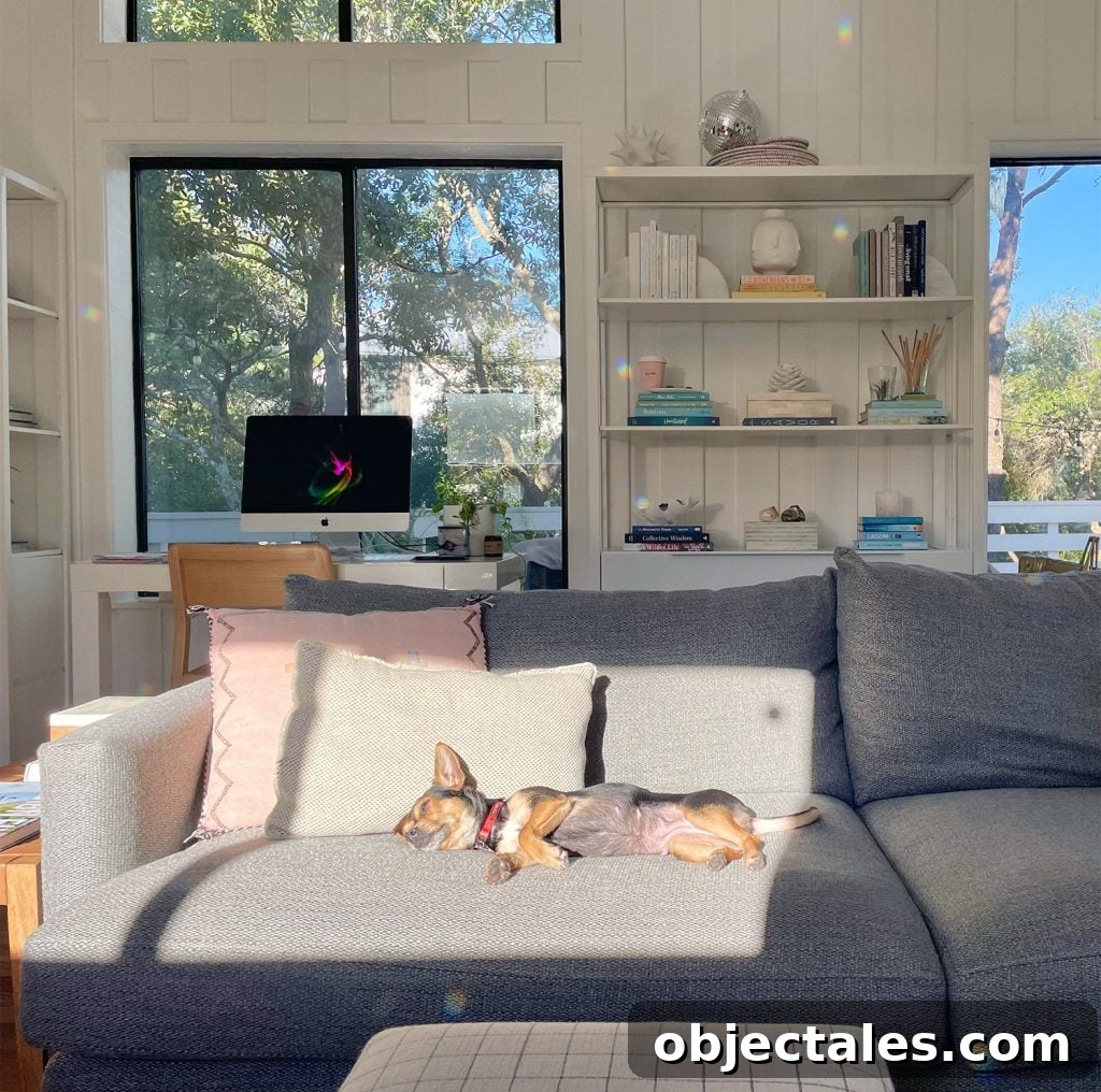 Penny the chihuahua yorkie mix enjoying a sun spot on the couch