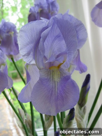 Create a Stunning Bouquet from Backyard Flowers 4 wild-iris-backyard-grown