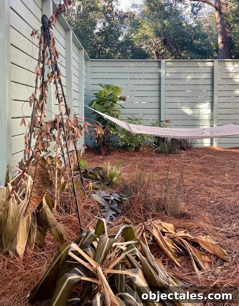 Dead plants after deep freeze event in Florida
