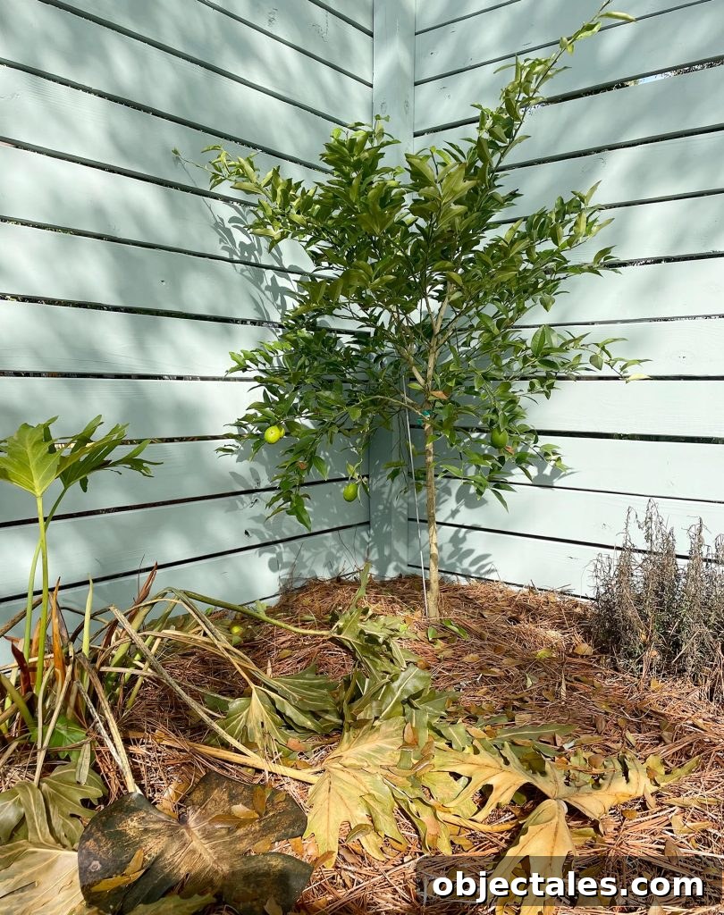 Small lime tree that survived freeze in Florida