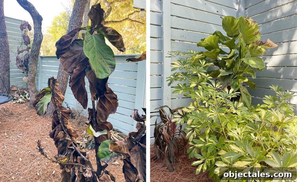 Side by Side photo of Figs That Died During Freeze With One That Survived