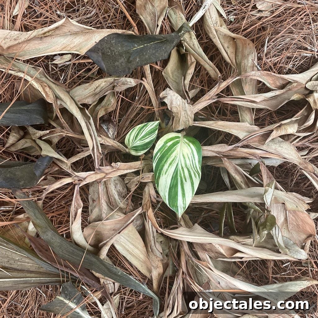 Variegated Ginger Plant Regrowing After Freeze