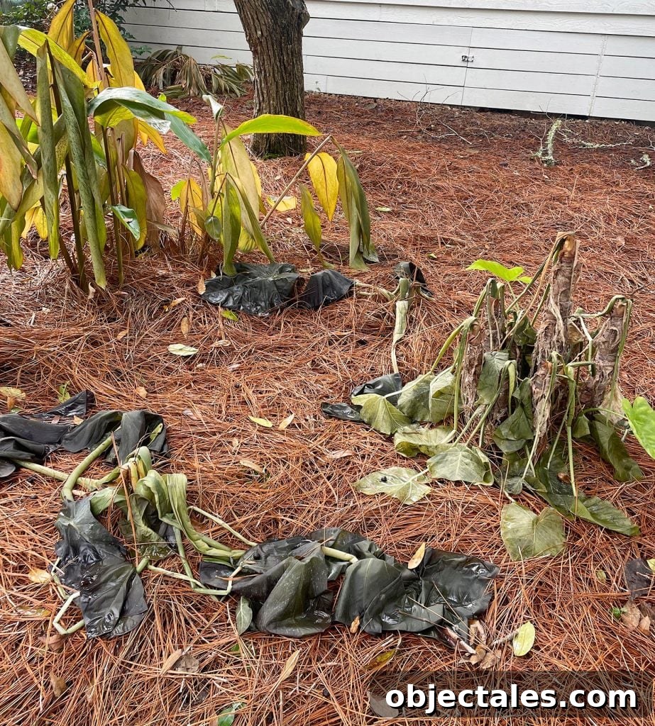 Wilted tropical plants after Florida freeze event