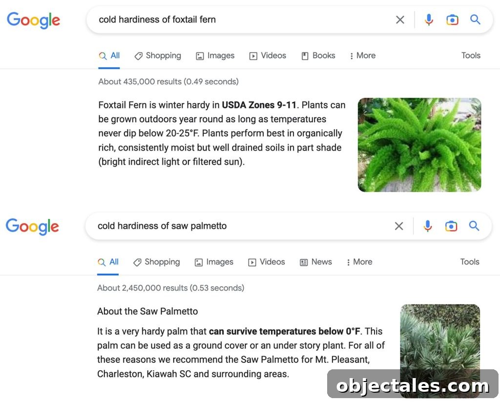 Google Search Result Page Of Cold Hardiness For Tropical Plants