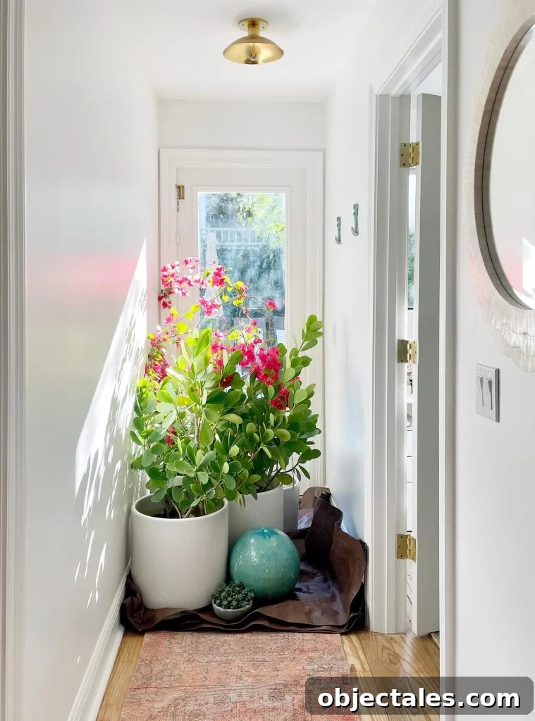 Potted outdoor plants brought inside during freeze in Florida