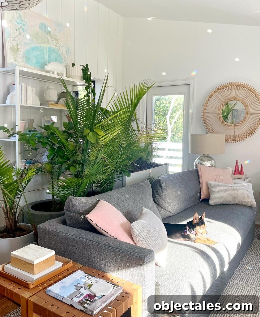 Collection of outdoor plants stored in upstairs family room during Florida cold weather