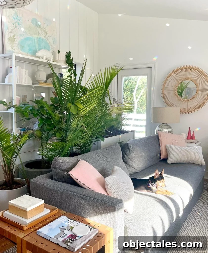 Collection of outdoor plants stored in upstairs family room during Florida cold weather
