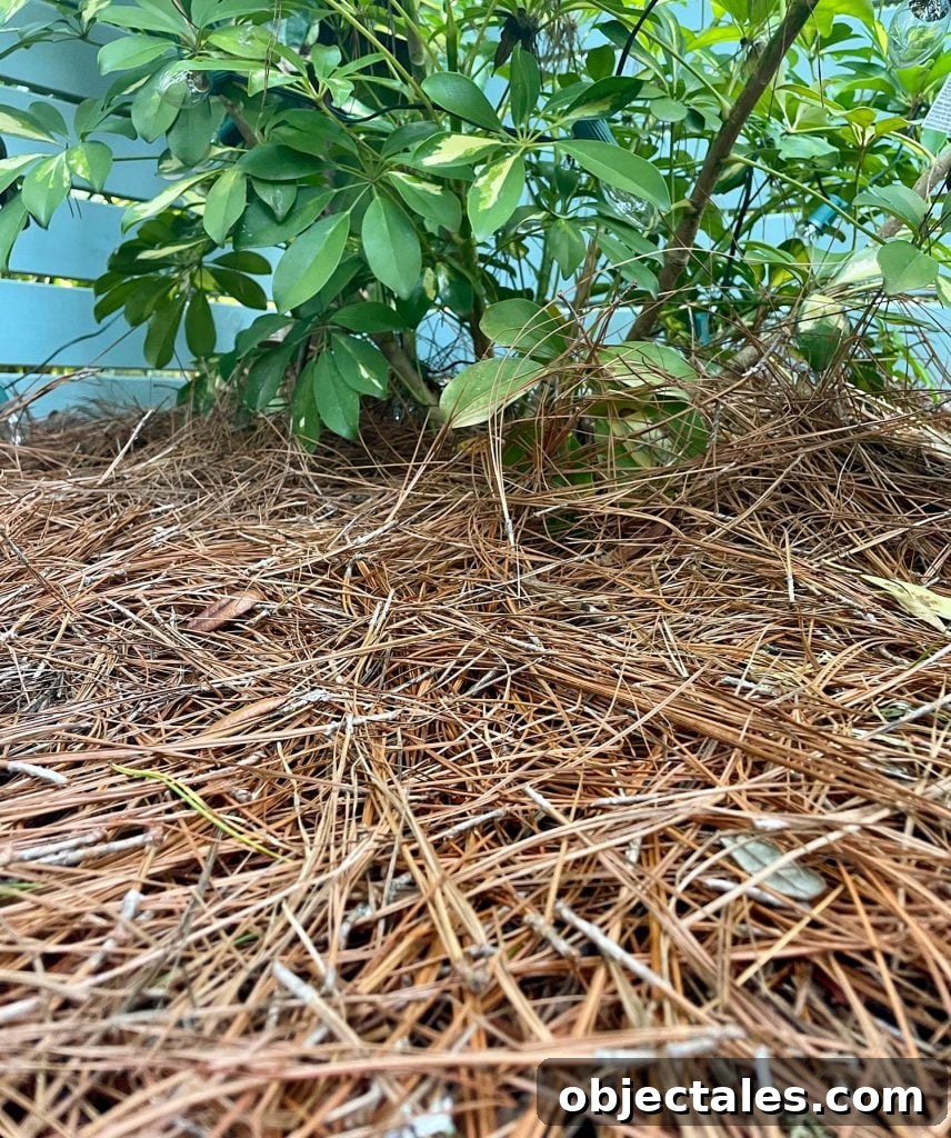 Close Up Of Pine Mulch Under Plant