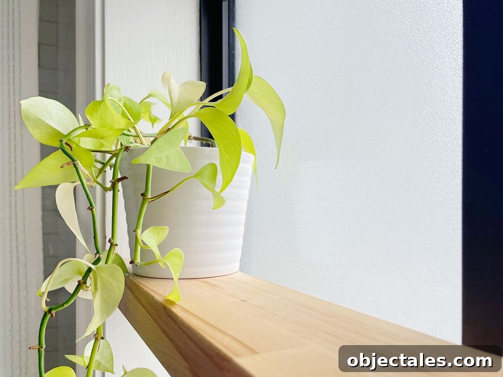 DIY Window Plant Shelf: Step-by-Step Tutorial 9 Detail Of Pothos Plant On Butcher Block Floating Wood Shelf In Bathroom