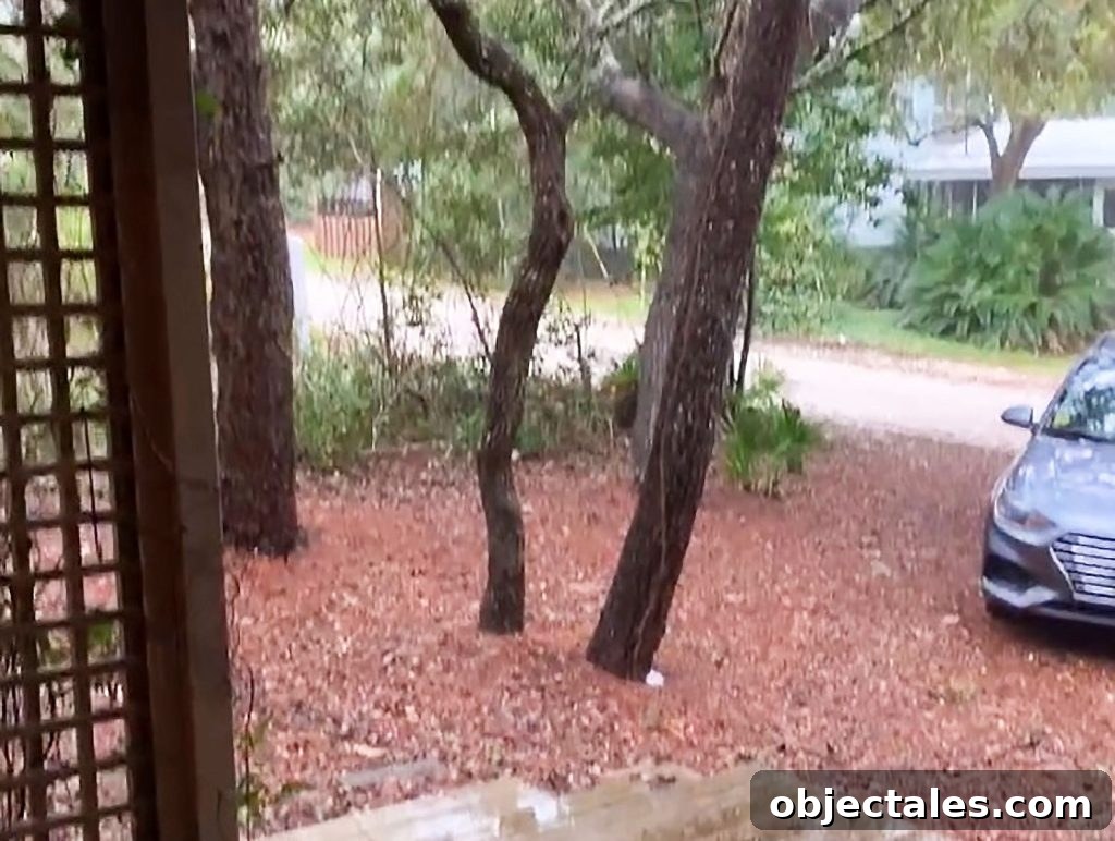 Poured Concrete Walkways and Driveway Installation Guide 4 Screenshot Of Video Showing Trees With Car In Pine Straw