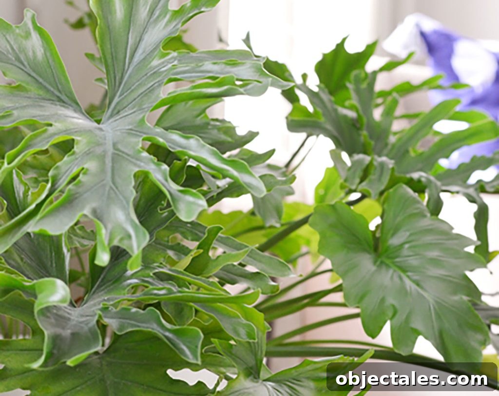 Split Leaf Tree Philodendron Close Up