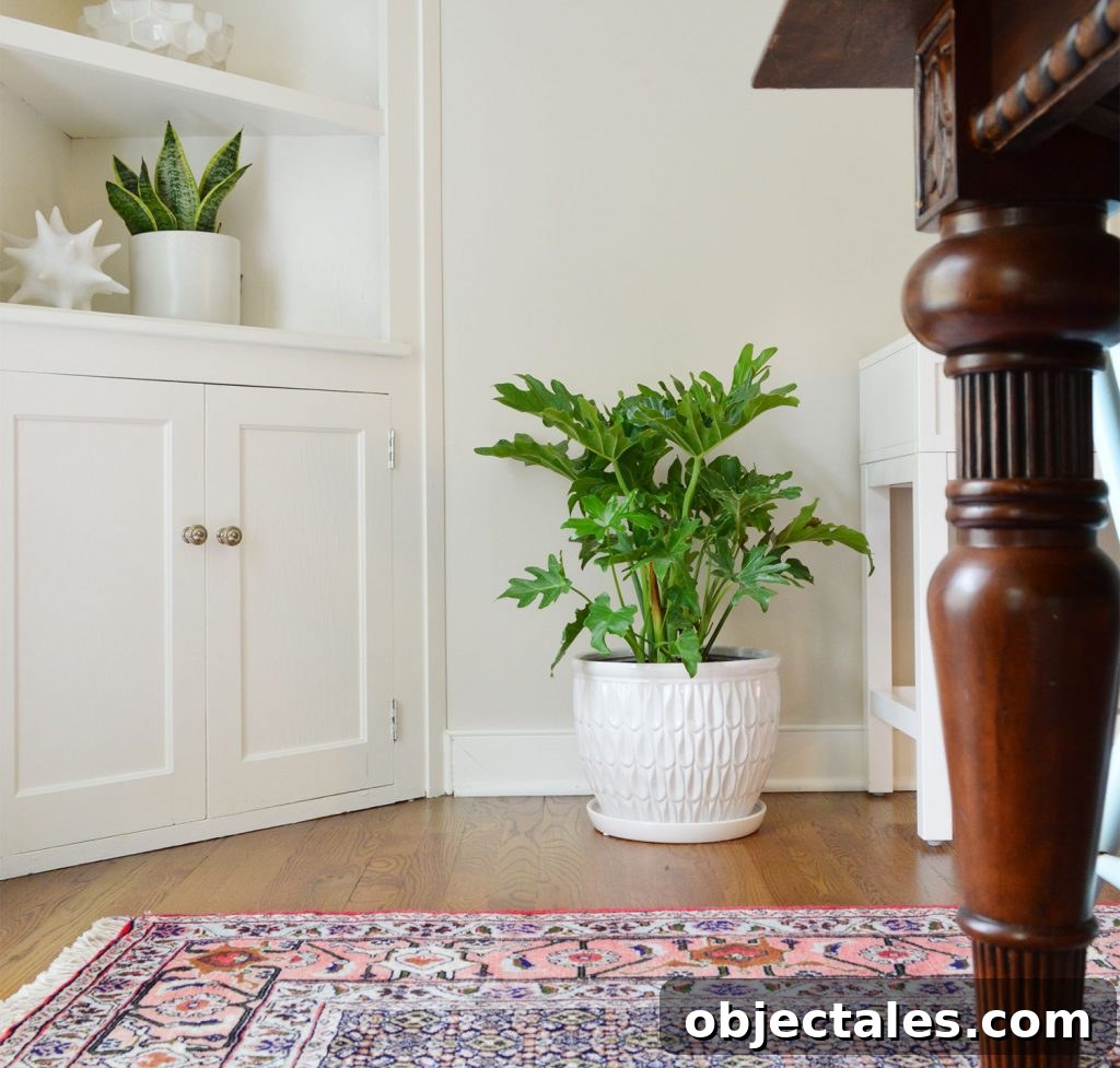 Tree Philodendron Hope Selloum In Corner Of Dining Room