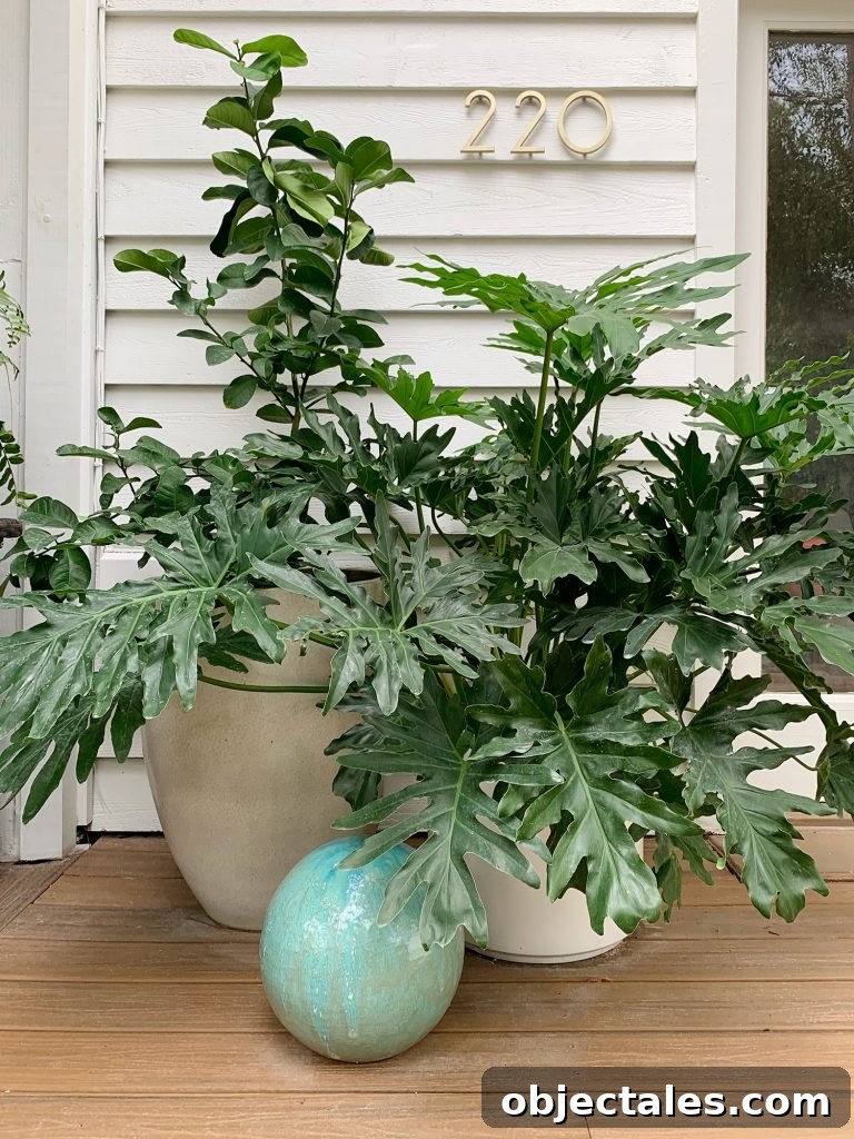 Oversized Plants In Large Planters On Front Porch