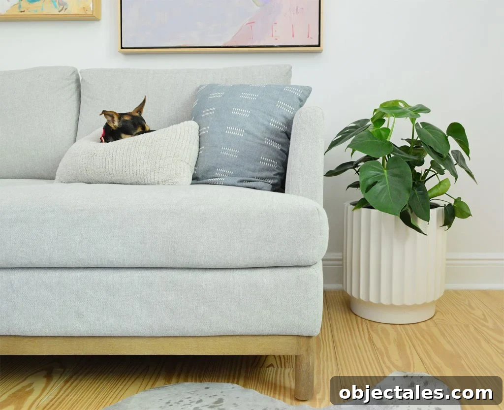 Monstera deliciosa houseplant next to couch with dog sleeping