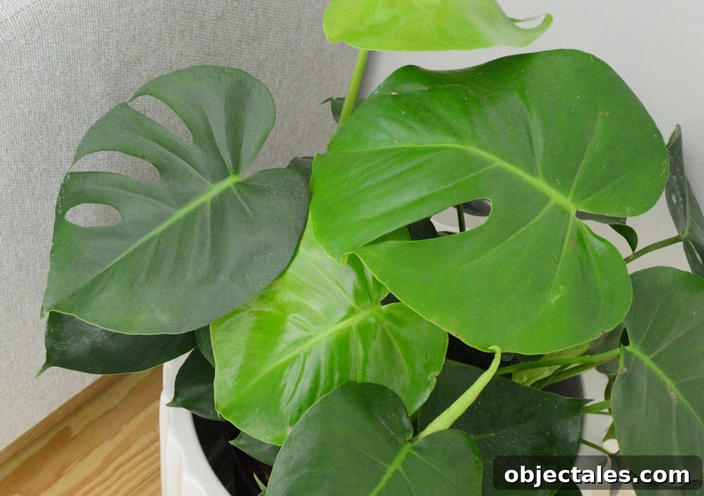 Close up of holes in leaves of monstera deliciosa plant