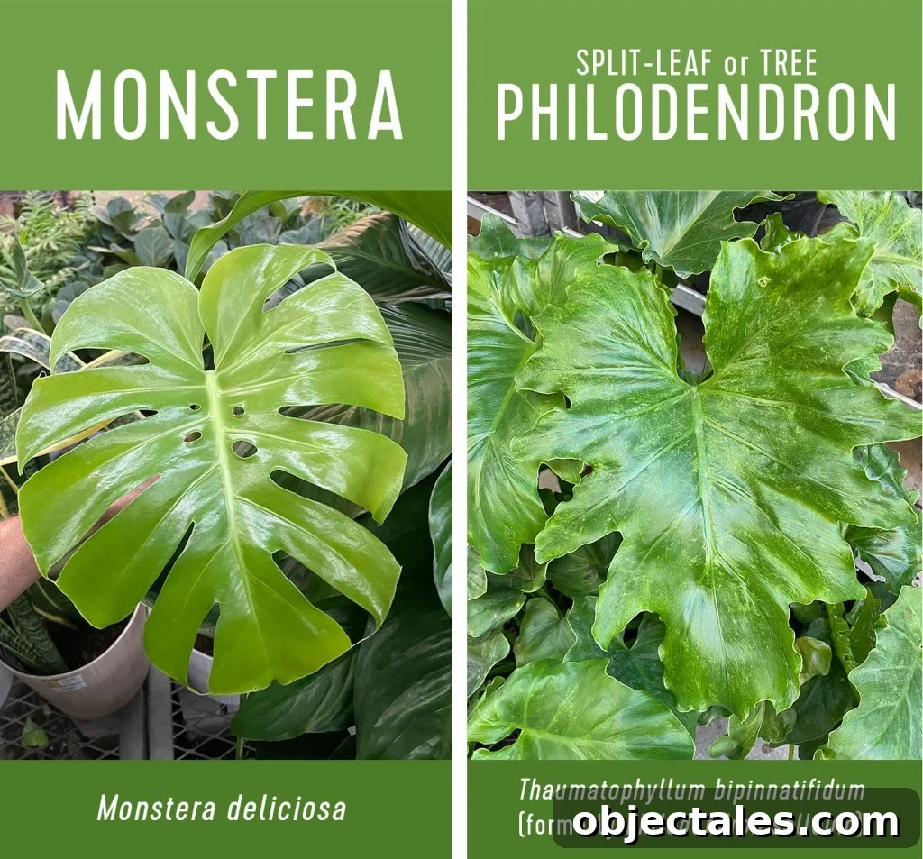 Monstera deliciosa vs split leaf philodendron comparison
