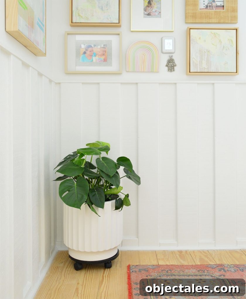 Monstera deliciosa in hallway with white wainscotting and picture frames