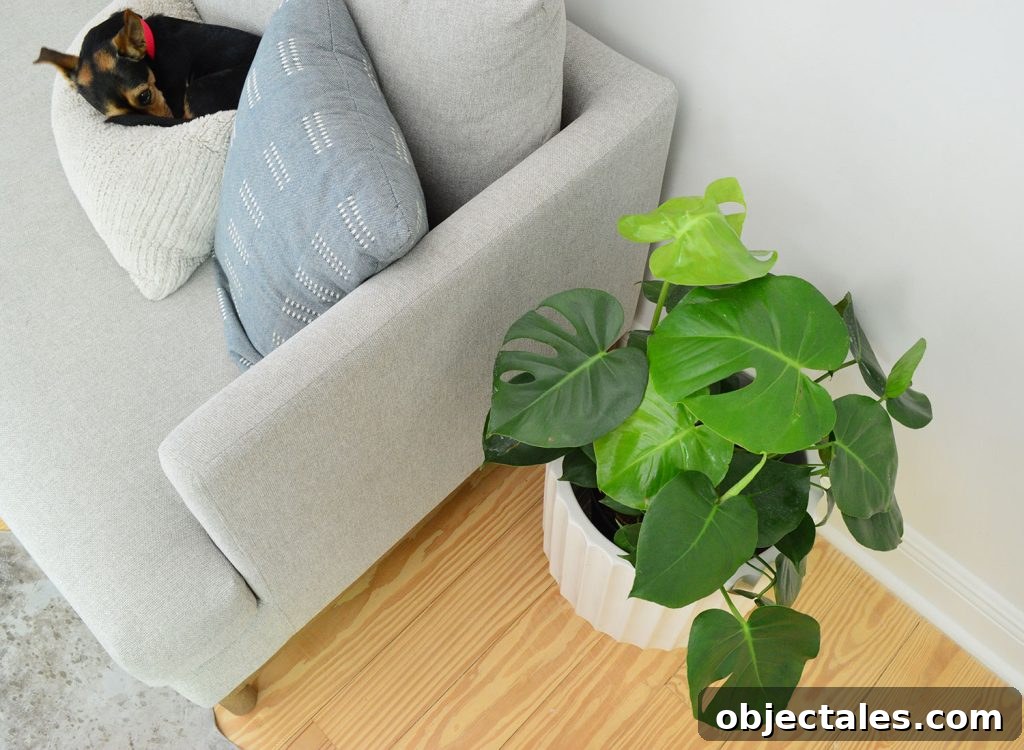 Monstera deliciosa next to couch with sleeping dog on pillow