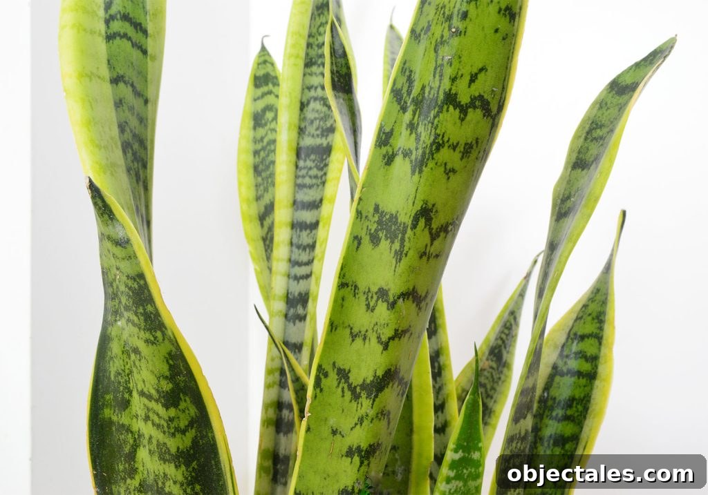 Snake Plant Care Guide: Watering, Light & Growth Tips 3 Close Up Of Snake Plant Leaves
