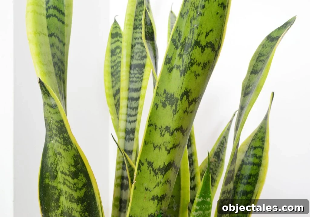 Close Up Of Snake Plant Leaves