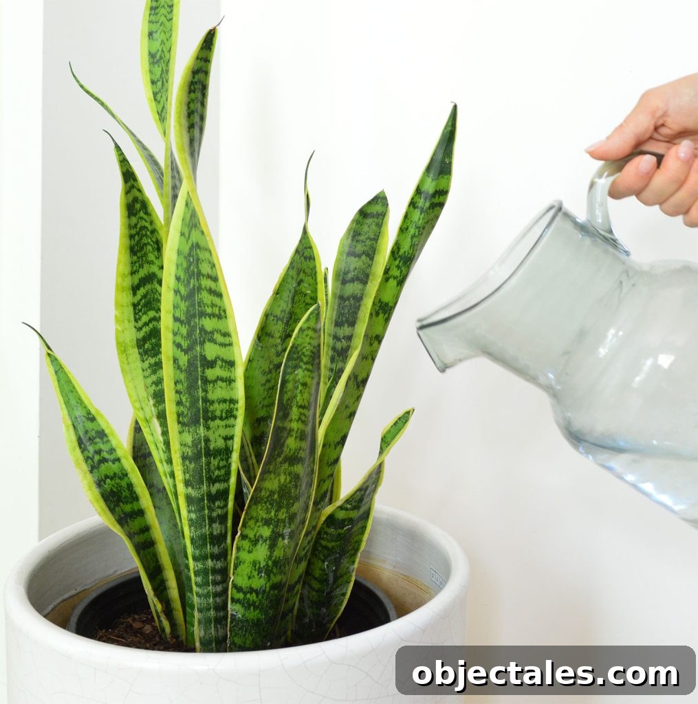 Snake Plant Care Guide: Watering, Light & Growth Tips 4 Pitcher Watering Snake Plant