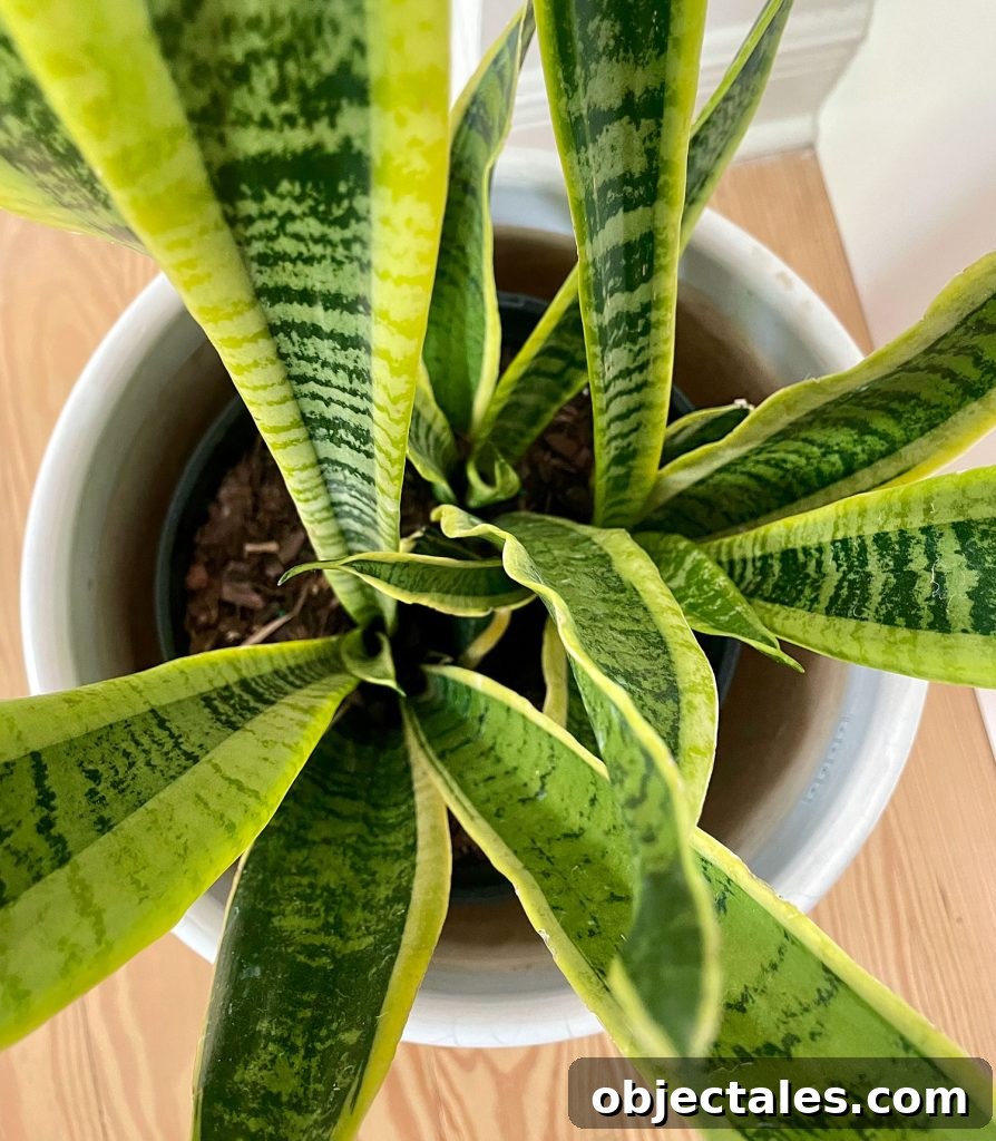 Snake Plant Care Guide: Watering, Light & Growth Tips 5 Overhead View Of Snake Plant