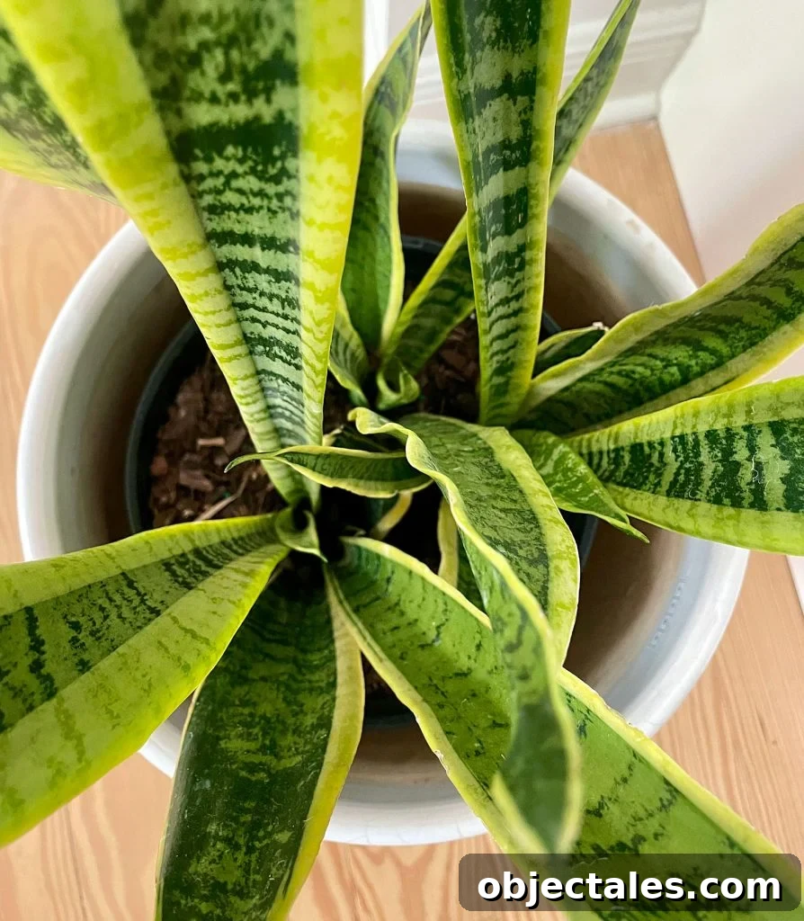 Overhead View Of Snake Plant