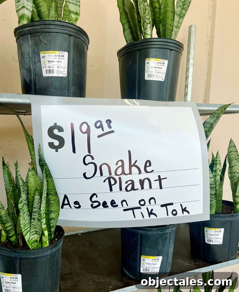 Snake Plant Care Guide: Watering, Light & Growth Tips 6 Display of Snake Plants With As Seen On Tik Tok Sign