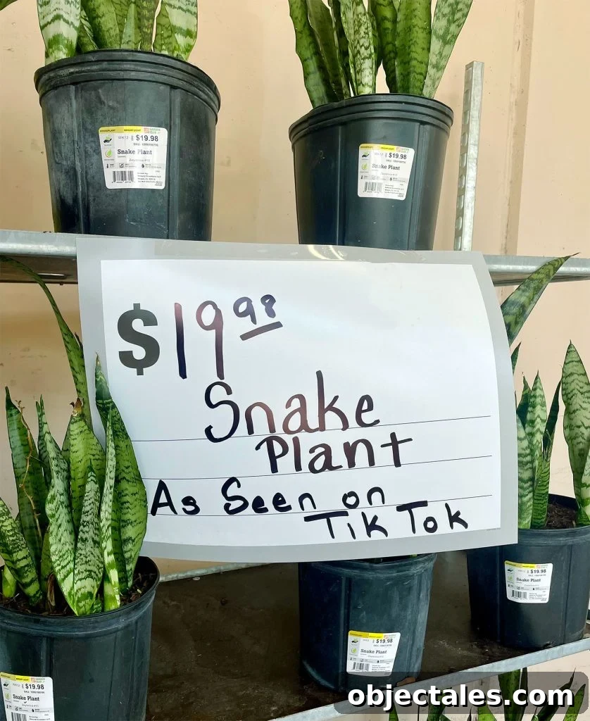 Display of Snake Plants With As Seen On Tik Tok Sign