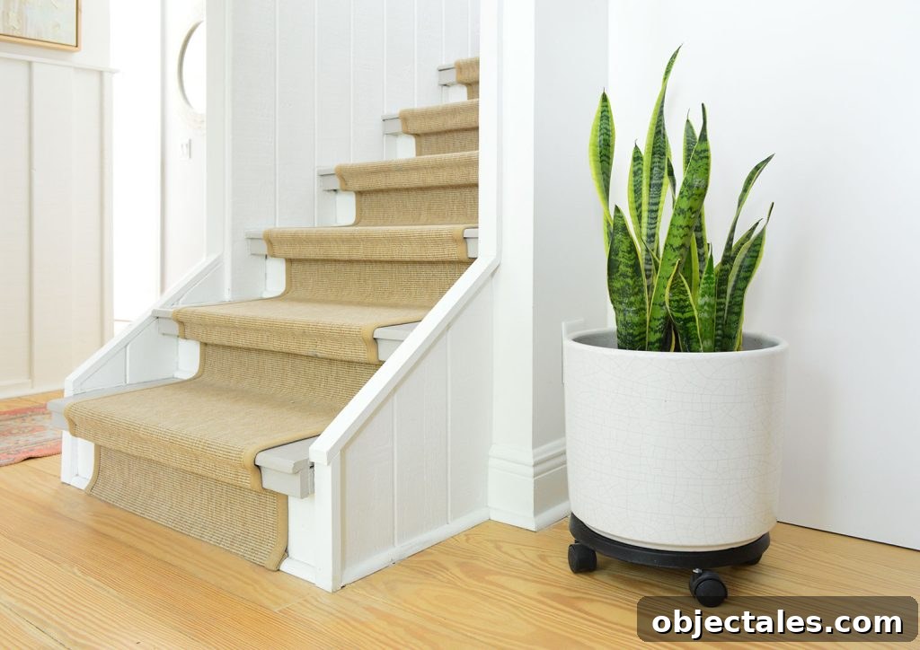 Snake Plant Care Guide: Watering, Light & Growth Tips 7 Potted Snake Plant Near Stairs With Sisal Runner
