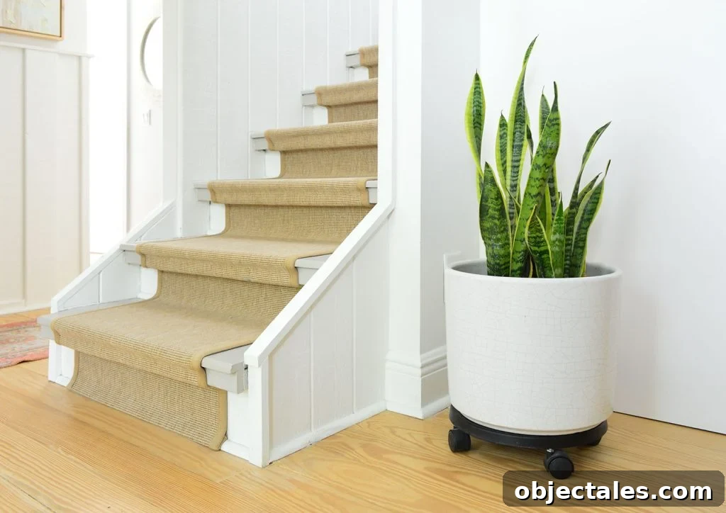 Potted Snake Plant Near Stairs With Sisal Runner