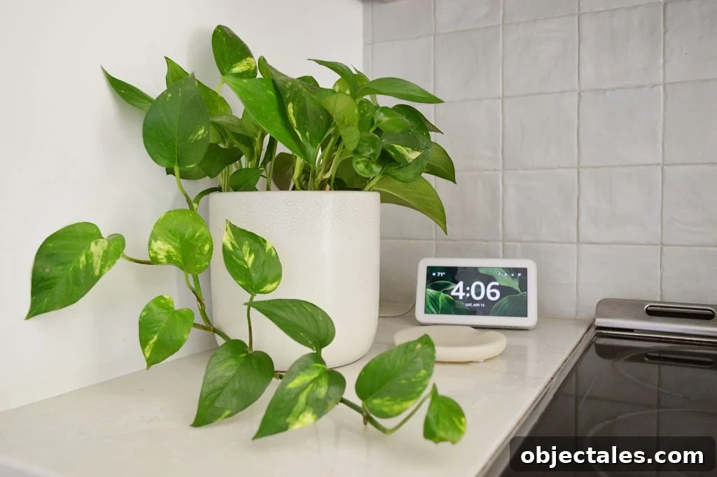 Gold Pothos On Countertop By Alexa Echo Show 5