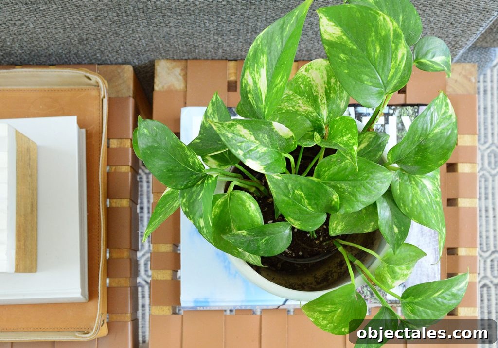 Golden Pothos Houseplant Overhead