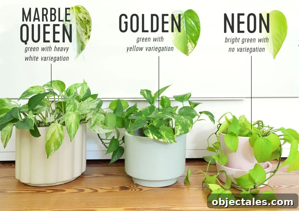 Side By Side Comparison Of Different Pothos Varieties Marble Queen Golden Neon Pothos