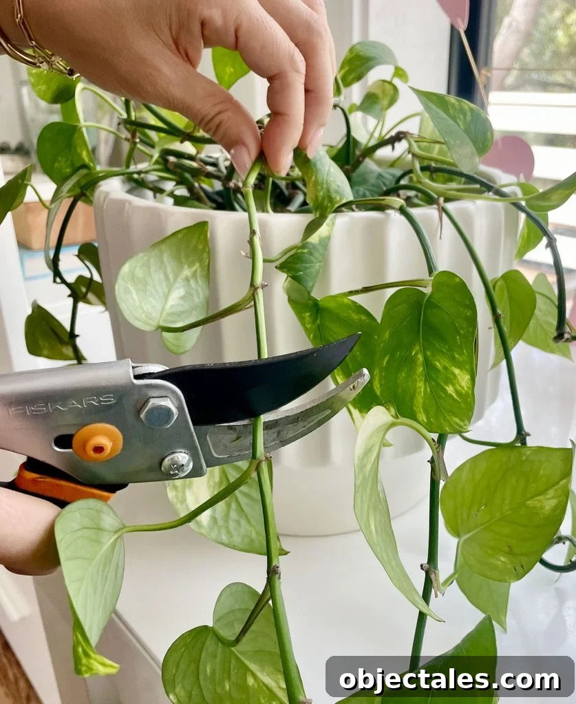 Hand Pruning Golden Pothos With Shears
