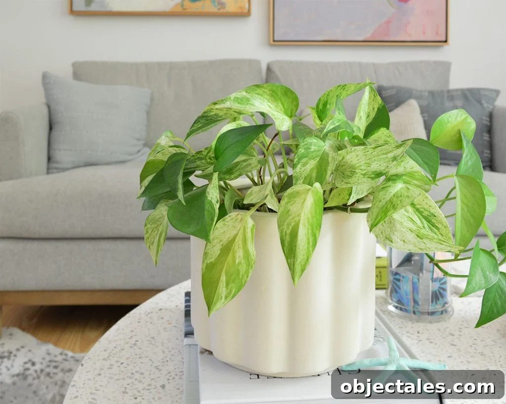 Marble Queen Pothos Potted On Coffee Table