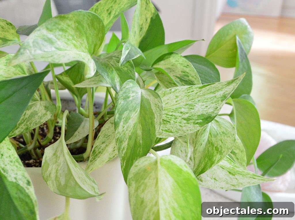 Close Up Of Marble Queen Pothos Leaves