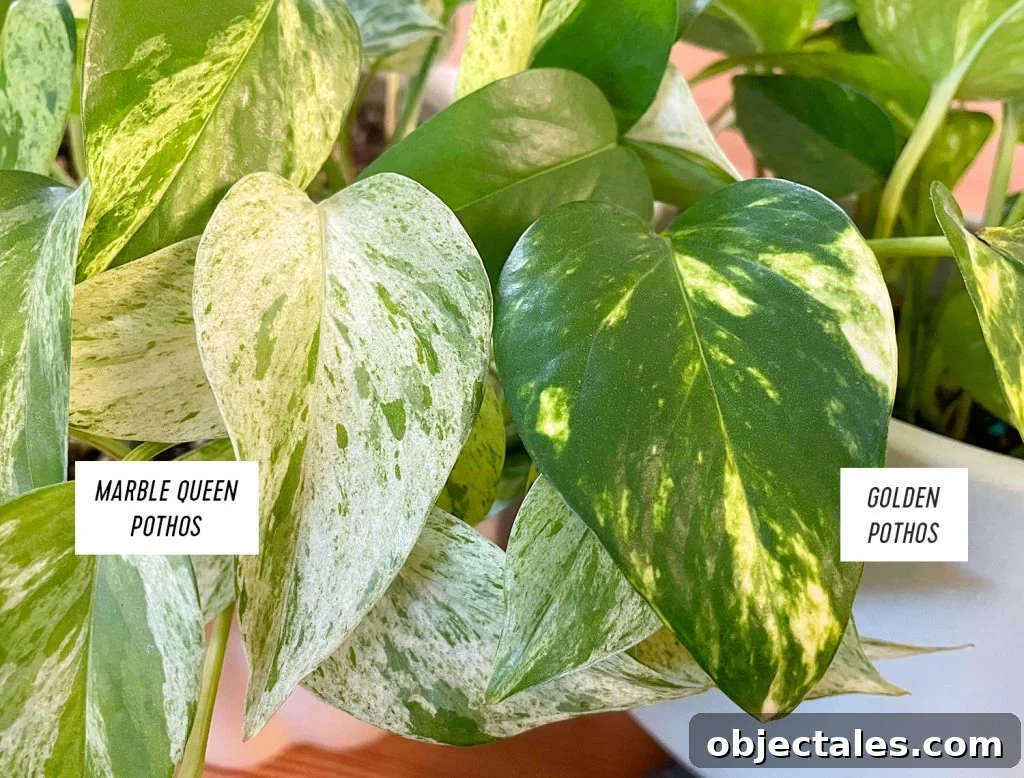 Marble Queen Pothos Leaf Compared To Golden Pothos Leaf