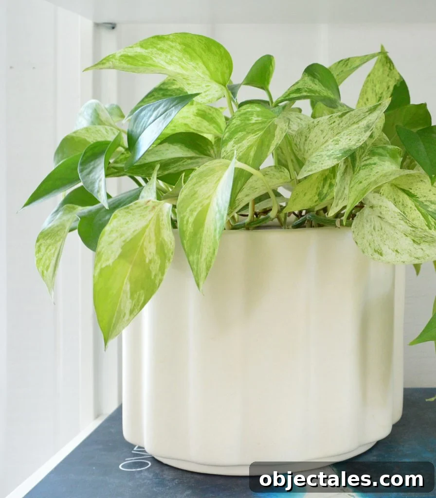 Marble Queen Pothos In White Pot