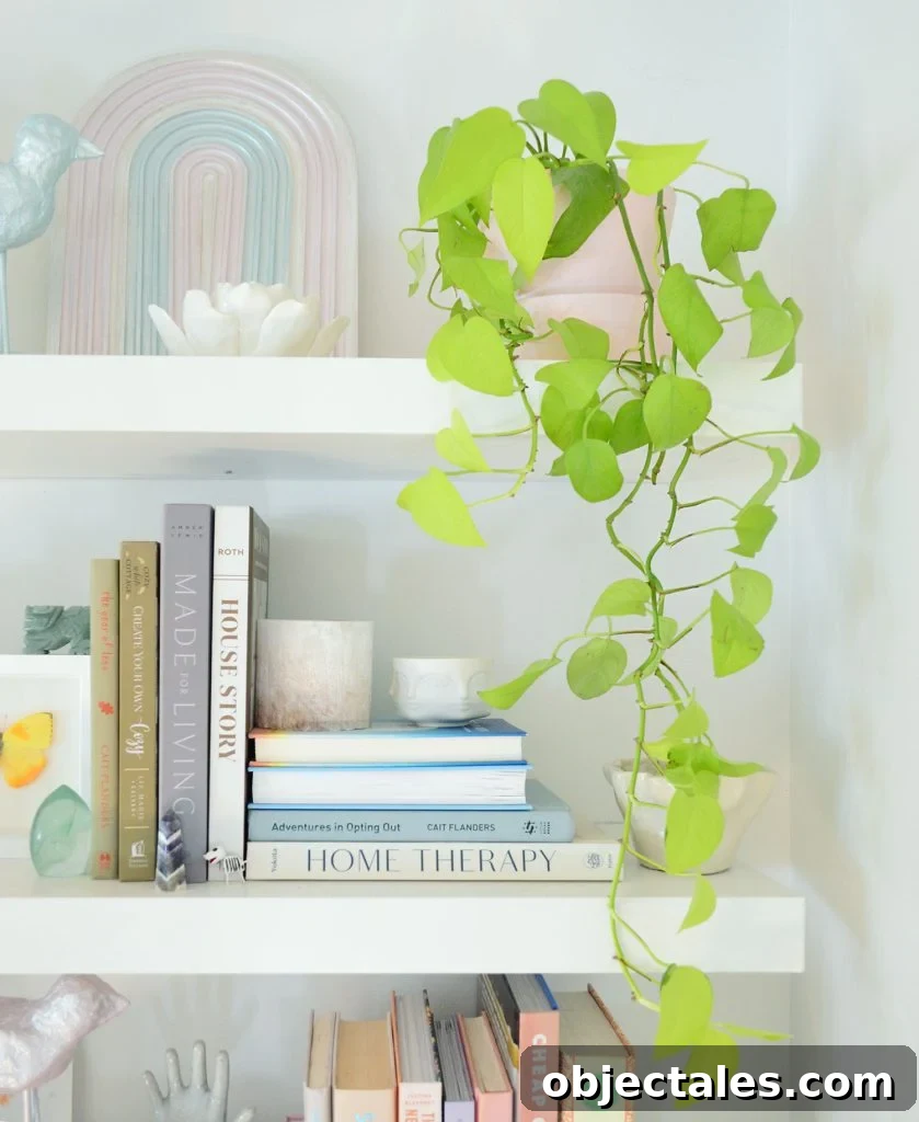 Neon Pothos Houseplant Vine Trailing Off Floating Shelf
