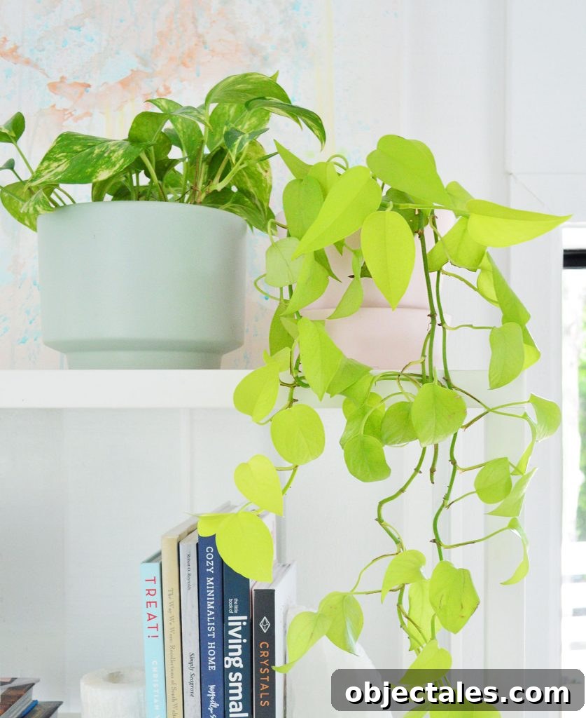 Neon Pothos Care Guide: Light, Watering and Growth Tips 3 Golden Pothos Next To VIning Neon Pothos Trailing On White Shelf