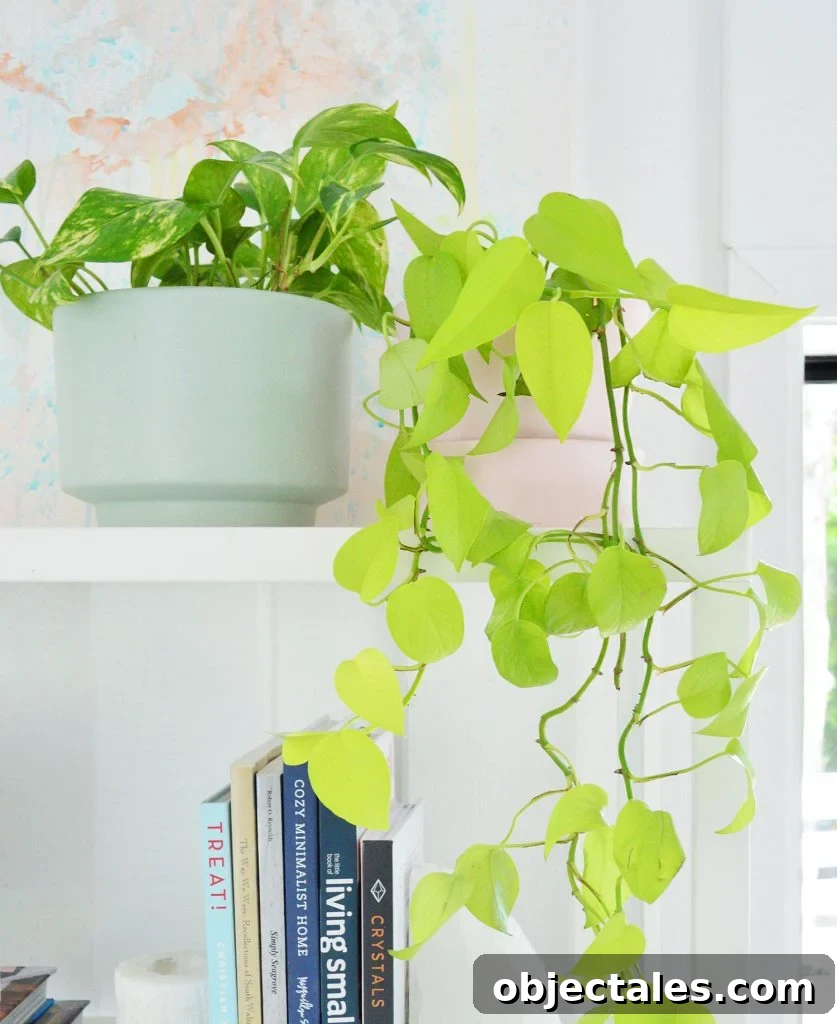 Golden Pothos Next To VIning Neon Pothos Trailing On White Shelf