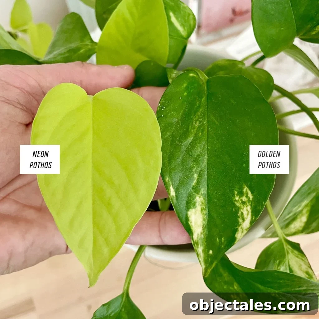 Neon Pothos Leaf Next To Golden Pothos Leaf