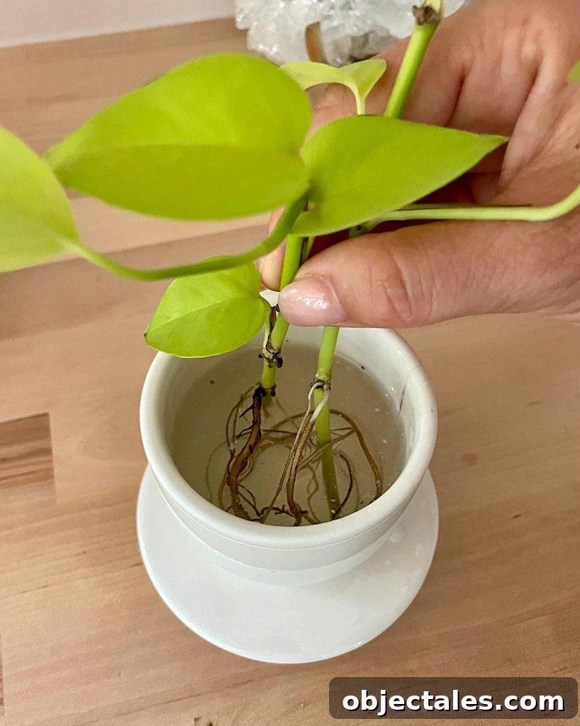 Neon Pothos Care Guide: Light, Watering and Growth Tips 6 Roots In Water For Propagating Neon Pothos
